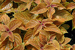 Rustic Orange Coleus (Solenostemon scutellarioides 'Rustic Orange') at Lakeshore Garden Centres