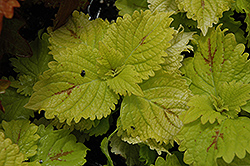 Pele Coleus (Solenostemon scutellarioides 'Pele') at Lakeshore Garden Centres