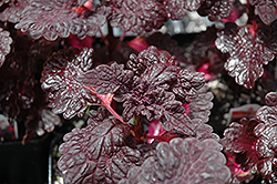 Songbird Coleus (Solenostemon scutellarioides 'Songbird') at Lakeshore Garden Centres