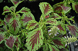 Aurora Raspberry Coleus (Solenostemon scutellarioides 'Aurora Raspberry') at Lakeshore Garden Centres