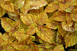 Freckles Coleus (Solenostemon scutellarioides 'Freckles') at Lakeshore Garden Centres