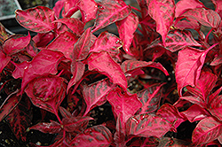 Grenadine Alternanthera (Alternanthera ficoidea 'Grenadine') at Lakeshore Garden Centres