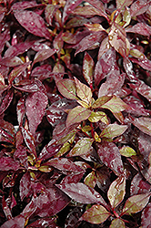 Ruby Red Alternanthera (Alternanthera dentata 'Ruby Red') at Lakeshore Garden Centres