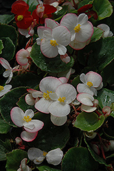 Ambassador Bicolor Begonia (Begonia 'Ambassador Bicolor') at A Very Successful Garden Center