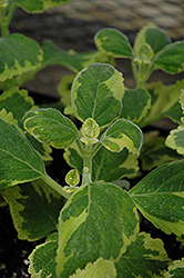 Green On Green Plectranthus (Plectranthus forsteri 'Green On Green') at Lakeshore Garden Centres