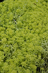 Tokyo Sun Stonecrop (Sedum japonicum 'Tokyo Sun') at Lakeshore Garden Centres