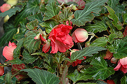 Bon Bon Cherry Begonia (Begonia boliviensis 'Yachbon') at Lakeshore Garden Centres