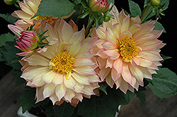 Gallery Pablo Dahlia (Dahlia 'Gallery Pablo') at Lakeshore Garden Centres