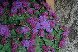Artist Blue Violet Flossflower (Ageratum 'Artist Blue Violet') at Lakeshore Garden Centres