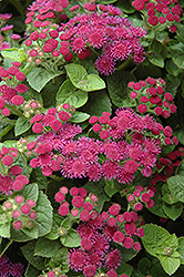 Artist Violet Flossflower (Ageratum 'Artist Violet') at Lakeshore Garden Centres