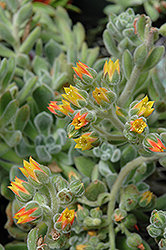 Mexican Fire Cracker (Echeveria setosa) at Lakeshore Garden Centres
