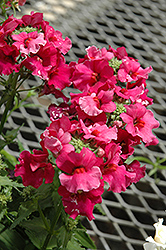 Angelart Raspberry Nemesia (Nemesia 'Angelart Raspberry') at Lakeshore Garden Centres