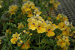 Juicy Fruits Papaya Nemesia (Nemesia 'Juicy Fruits Papaya') at Lakeshore Garden Centres