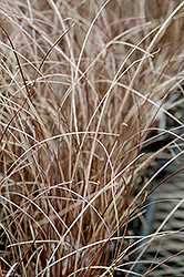 Leatherleaf Sedge (Carex buchananii) at Lakeshore Garden Centres