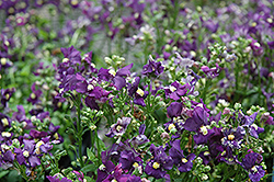 Aromatica Royal Blue Nemesia (Nemesia 'Aromatica Royal Blue') at Lakeshore Garden Centres