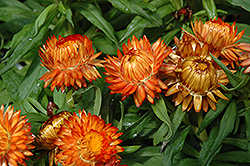 Helica Orange Strawflower (Bracteantha bracteata 'Helica Orange') at Lakeshore Garden Centres