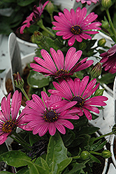 Soprano Purple African Daisy (Osteospermum 'Soprano Purple') at Lakeshore Garden Centres