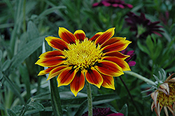 Sunbathers Totonaca Gazania (Gazania 'Sunbathers Totonaca') at Lakeshore Garden Centres