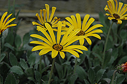 The Ravers Bumble Bee African Daisy (Arctotis 'ARC406') at Lakeshore Garden Centres