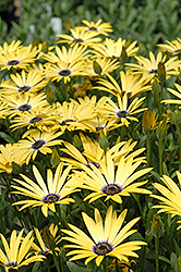 Lemon Symphony African Daisy (Osteospermum 'Lemon Symphony') at Lakeshore Garden Centres
