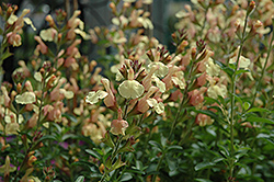 Golden Girl Sage (Salvia 'Golden Girl') at Lakeshore Garden Centres