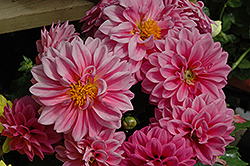 Dahlinova Hypnotica Pink Dahlia (Dahlia 'Hypnotica Pink') at Lakeshore Garden Centres