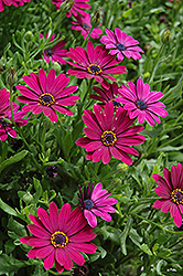 Sunny Mary African Daisy (Osteospermum 'Sunny Mary') at Lakeshore Garden Centres