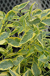 Variegated Potato Vine (Solanum jasminoides 'Aurea') at Lakeshore Garden Centres