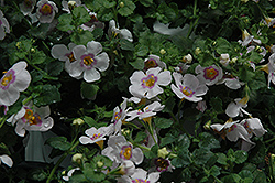 Scopia Gulliver Pink Heart Bacopa (Sutera cordata 'Scopia Gulliver Pink Heart') at Lakeshore Garden Centres