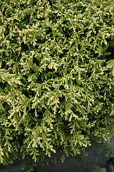 Cream Ball Falsecypress (Chamaecyparis pisifera 'Cream Ball') at Lakeshore Garden Centres