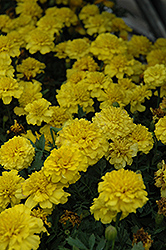 Janie Primrose Marigold (Tagetes patula 'Janie Primrose') at Lakeshore Garden Centres