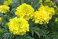 Cortez Yellow Marigold (Tagetes erecta 'Cortez Yellow') at Lakeshore Garden Centres