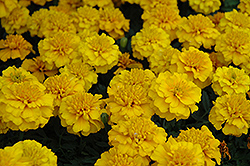 Janie Gold Marigold (Tagetes patula 'Janie Gold') at A Very Successful Garden Center