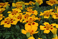 Disco Flame Marigold (Tagetes patula 'Disco Flame') at A Very Successful Garden Center