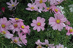 Sonata Pink Blush Cosmos (Cosmos bipinnatus 'Sonata Pink Blush') at Lakeshore Garden Centres