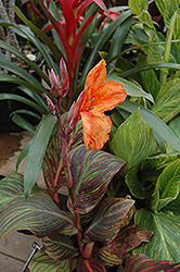 Tropicana Canna (Canna 'Tropicana') at Lakeshore Garden Centres