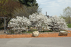 Royal Star Magnolia (Magnolia stellata 'Royal Star') at Peter Knippel Garden Centre