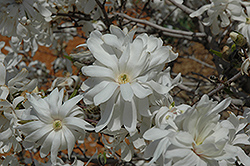 Royal Star Magnolia (Magnolia stellata 'Royal Star') at Peter Knippel Garden Centre