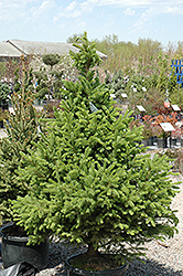 North Star Spruce (Picea glauca 'North Star') at Golden Acre Home & Garden