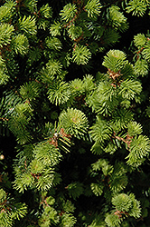 Sherwood Compact Norway Spruce (Picea abies 'Sherwood Compact') at A Very Successful Garden Center