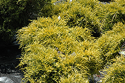 Sea Of Gold Juniper (Juniperus x media 'Sea Of Gold') at A Very Successful Garden Center