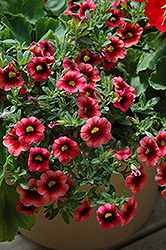 Superbells Coralberry Punch Calibrachoa (Calibrachoa 'Superbells Coralberry Punch') at A Very Successful Garden Center