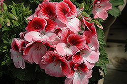 Aristo Darling Geranium (Pelargonium 'Aristo Darling') at Lakeshore Garden Centres