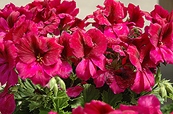 Aristo Burgundy Geranium (Pelargonium 'Aristo Burgundy') at Lakeshore Garden Centres