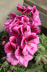 Aristo Lilac Geranium (Pelargonium 'Aristo Lilac') at Lakeshore Garden Centres