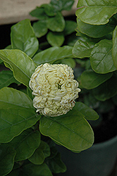 Grand Duke Gardenia (Gardenia jasminoides 'Grand Duke') at Lakeshore Garden Centres