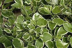 White Stripe Bougainvillea (Bougainvillea 'White Stripe') at Lakeshore Garden Centres