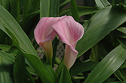 Ruby Sensation Calla Lily (Zantedeschia 'Ruby Sensation') at Lakeshore Garden Centres