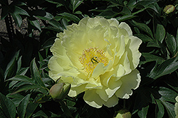 Yumi Peony (Paeonia 'Beauty') at Lakeshore Garden Centres