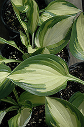 Rare Breed Hosta (Hosta 'Rare Breed') at Lakeshore Garden Centres